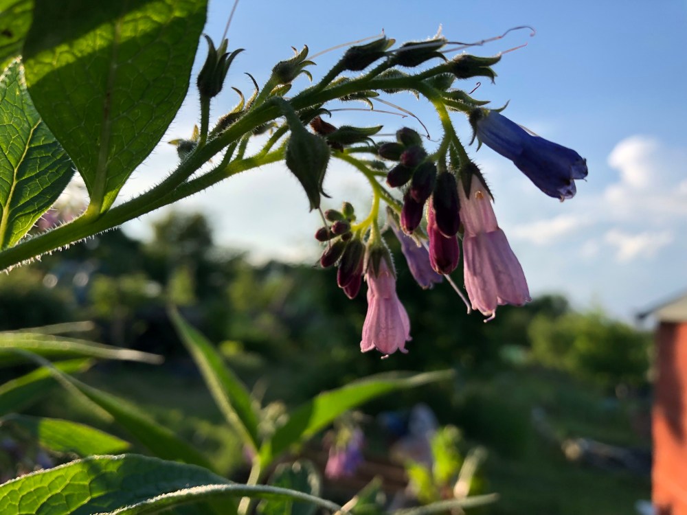 Close-up picture of some flowers on a comfrey plant