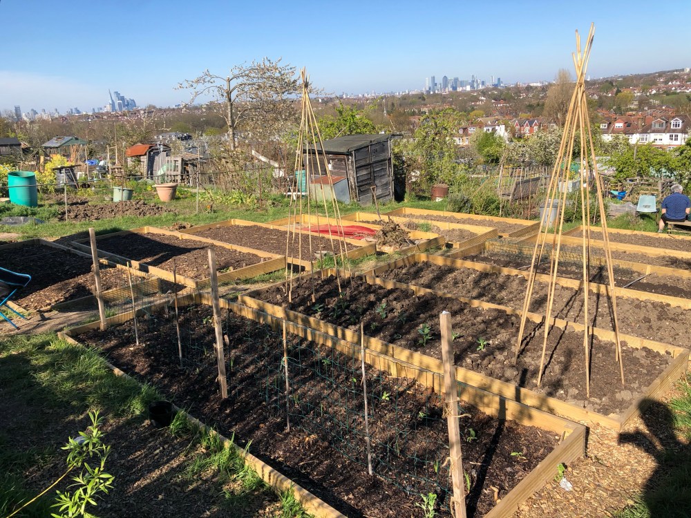 Picture of raised allotment beds, mostly clear of plants with freshly dug soil