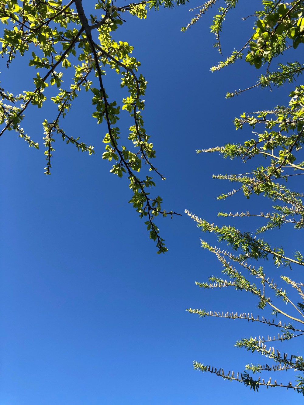 Picture of a clear blue sky with willow and plum tree branches