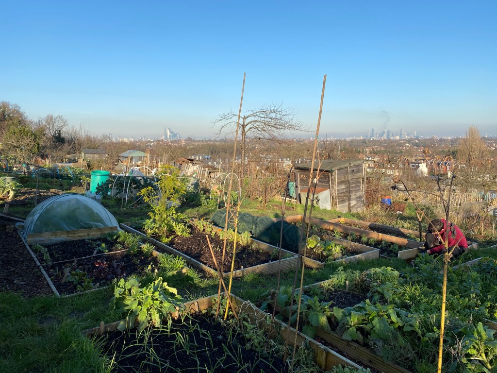 Image of allotment beds with blue sky in the background