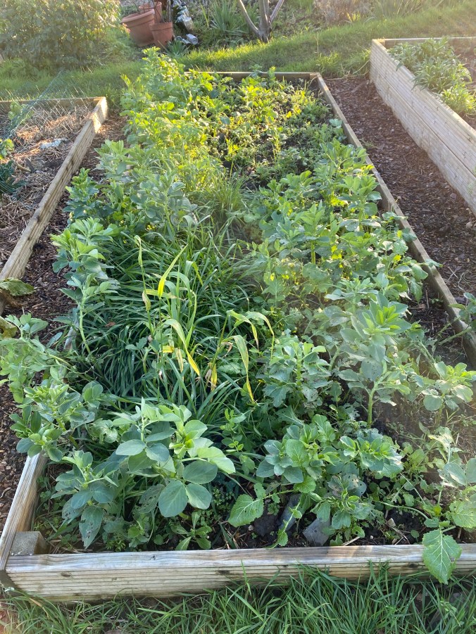 Picture of a raised bed full of green manures