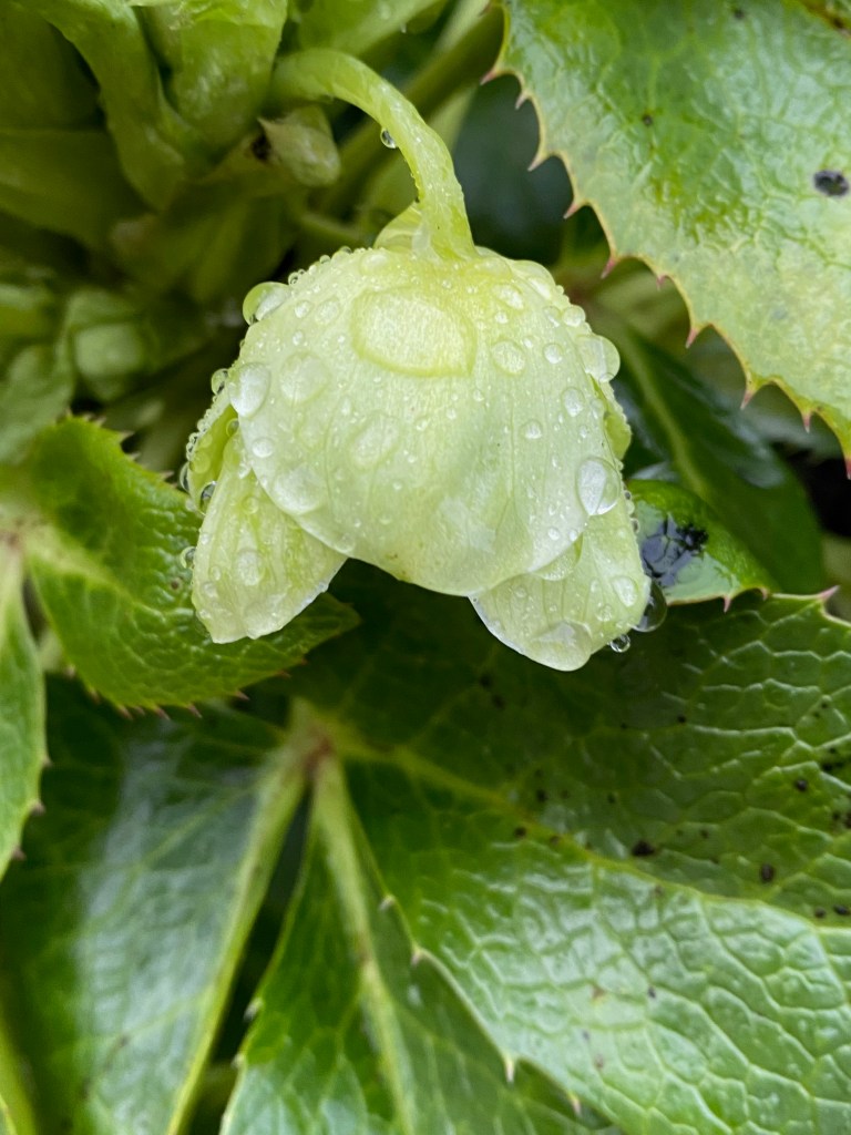 a hellebore flower with raindrops